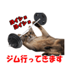 カリモの猫スタンプ アビシニアン 1（個別スタンプ：39）