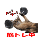 カリモの猫スタンプ アビシニアン 1（個別スタンプ：40）