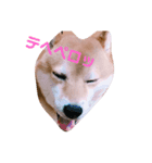 柴犬 こてつくん（個別スタンプ：2）