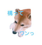 柴犬 こてつくん（個別スタンプ：3）