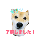 柴犬 こてつくん（個別スタンプ：4）