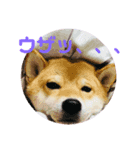 柴犬 こてつくん（個別スタンプ：5）