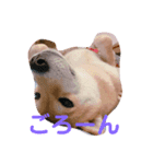 柴犬 こてつくん（個別スタンプ：6）