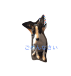 イタグレみるくのスタンプ（個別スタンプ：1）