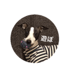 イタグレみるくのスタンプ（個別スタンプ：5）