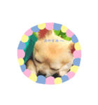 ワンコウエルカム（個別スタンプ：1）