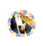 ワンコウエルカム（個別スタンプ：5）