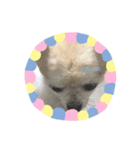 ワンコウエルカム（個別スタンプ：7）