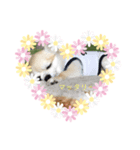 ワンコウエルカム（個別スタンプ：8）