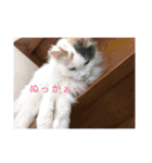 ちびーず(1)（個別スタンプ：19）