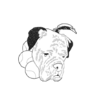 不思議なアボリジニーの犬（個別スタンプ：19）