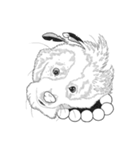 不思議なアボリジニーの犬（個別スタンプ：29）
