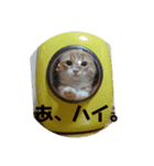 のぶながくん1（個別スタンプ：1）