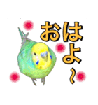 インコのポンちゃん（日常会話）（個別スタンプ：1）