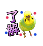 インコのポンちゃん（日常会話）（個別スタンプ：3）