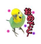 インコのポンちゃん（日常会話）（個別スタンプ：6）