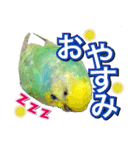 インコのポンちゃん（日常会話）（個別スタンプ：10）