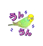 インコのポンちゃん（日常会話）（個別スタンプ：11）