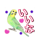 インコのポンちゃん（日常会話）（個別スタンプ：12）