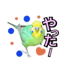 インコのポンちゃん（日常会話）（個別スタンプ：13）