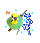 インコのポンちゃん（日常会話）（個別スタンプ：15）