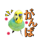 インコのポンちゃん（日常会話）（個別スタンプ：18）