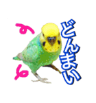 インコのポンちゃん（日常会話）（個別スタンプ：19）