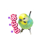 インコのポンちゃん（日常会話）（個別スタンプ：20）