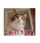 momo＆hatti2（個別スタンプ：1）