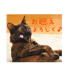 momo＆hatti2（個別スタンプ：4）