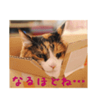 momo＆hatti2（個別スタンプ：5）