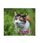 momo＆hatti2（個別スタンプ：6）