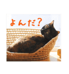 momo＆hatti2（個別スタンプ：7）
