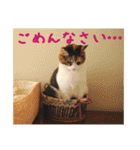 momo＆hatti2（個別スタンプ：15）