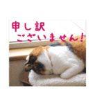 momo＆hatti2（個別スタンプ：16）