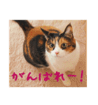 momo＆hatti2（個別スタンプ：17）
