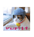 momo＆hatti2（個別スタンプ：18）