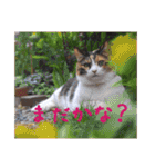 momo＆hatti2（個別スタンプ：26）