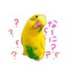 セキセイインコの会話（個別スタンプ：1）