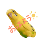 セキセイインコの会話（個別スタンプ：4）