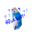 セキセイインコの会話（個別スタンプ：5）
