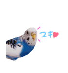 セキセイインコの会話（個別スタンプ：6）