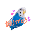 セキセイインコの会話（個別スタンプ：7）