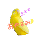 セキセイインコの会話（個別スタンプ：8）
