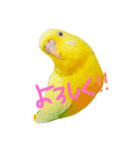 セキセイインコの会話（個別スタンプ：9）