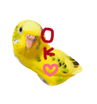 セキセイインコの会話（個別スタンプ：10）