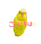 セキセイインコの会話（個別スタンプ：13）