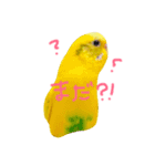 セキセイインコの会話（個別スタンプ：14）