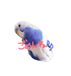 セキセイインコの会話（個別スタンプ：15）
