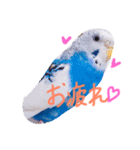 セキセイインコの会話（個別スタンプ：16）